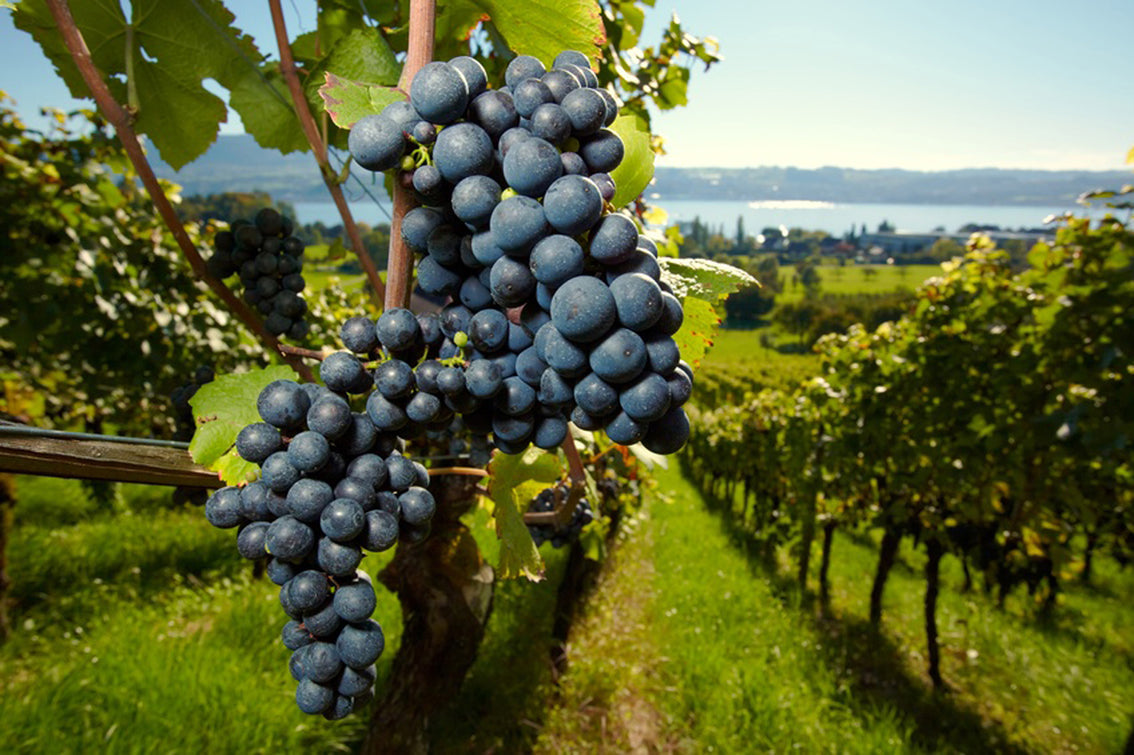 Italian Wine CLUB